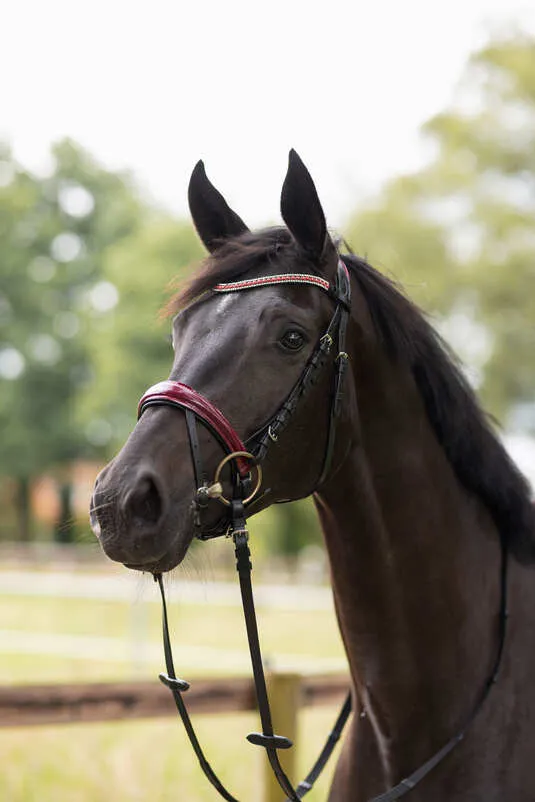 Horze Physical Sophistication Bridle Black