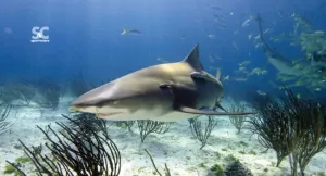 SHARK TOWEL II